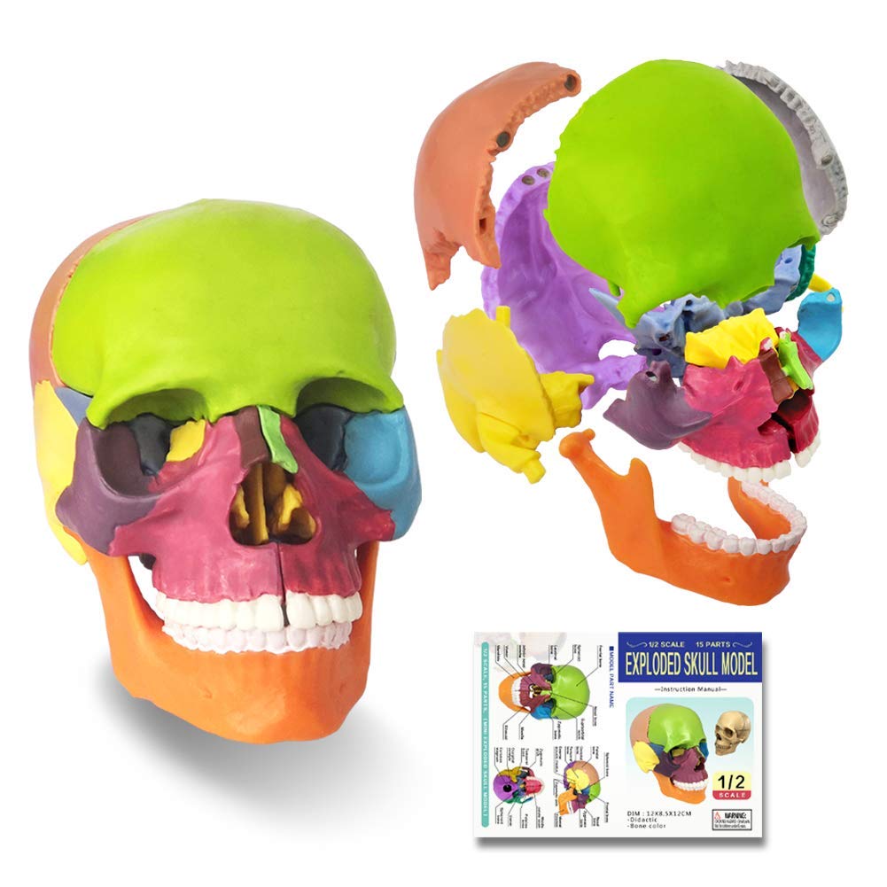 Modello a forma di teschio didattico, 15 pezzi, modello di teschio anatomico, cranio esploso, insegnante medico, studio di formazione, puzzle con teschio