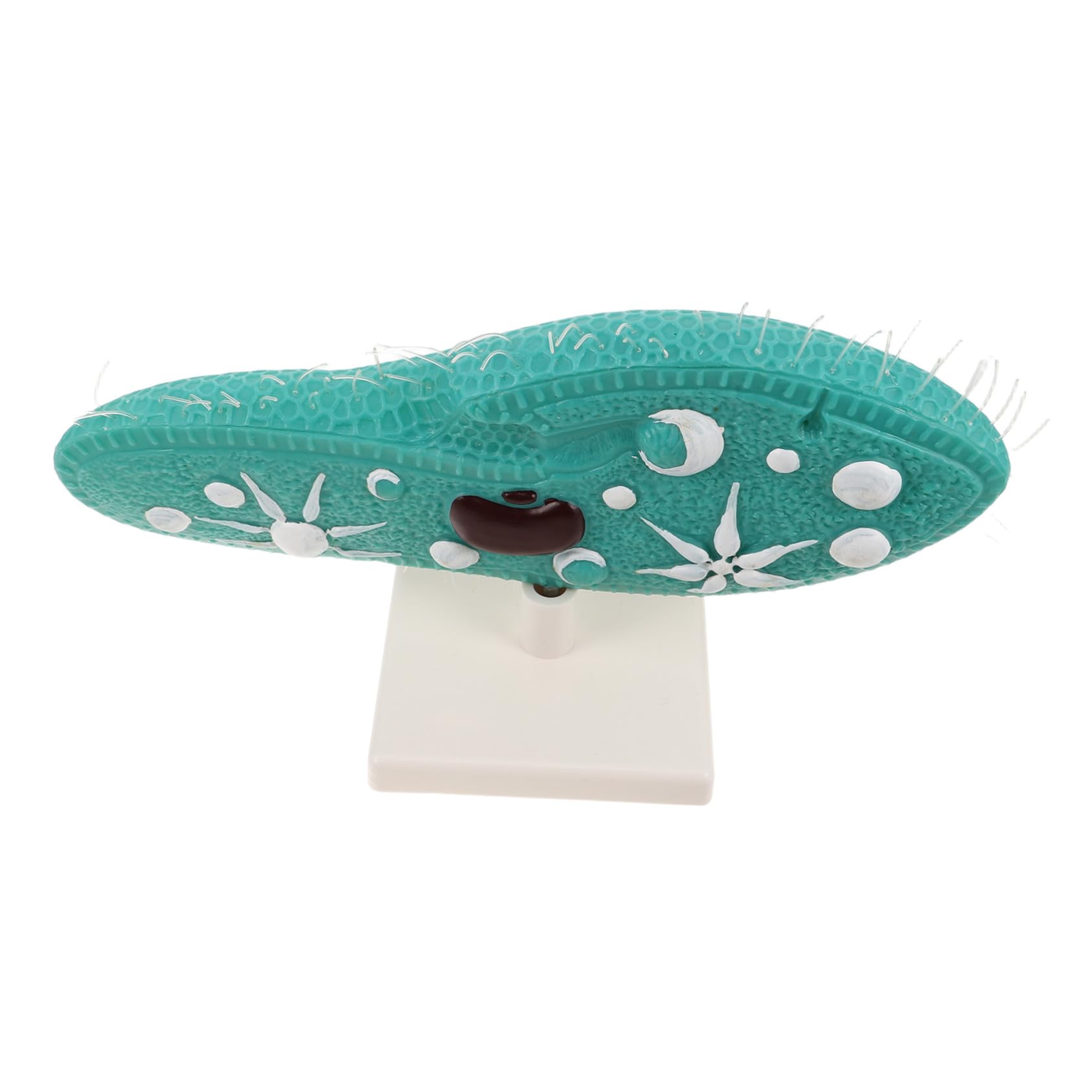 Toyvian Riproduzione di Paramecio per Istruzione Scientifica Strumento di Biologia per Insegnanti Scolastici Campione Biologico per Studio di Biologia