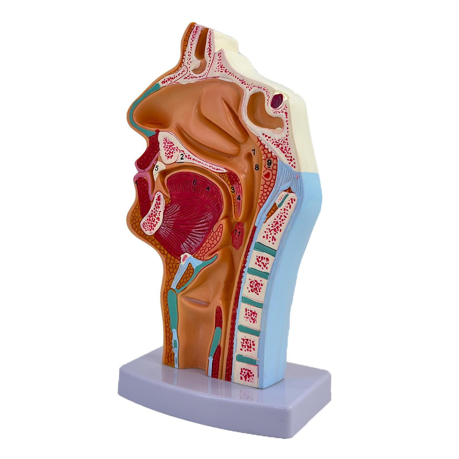Modelo de Cavidad Nasal, Oral Y Garganta. Accesorio Médico Práctico Y Profesional. Herramienta Educativa Anatómica para El Aprendizaje.