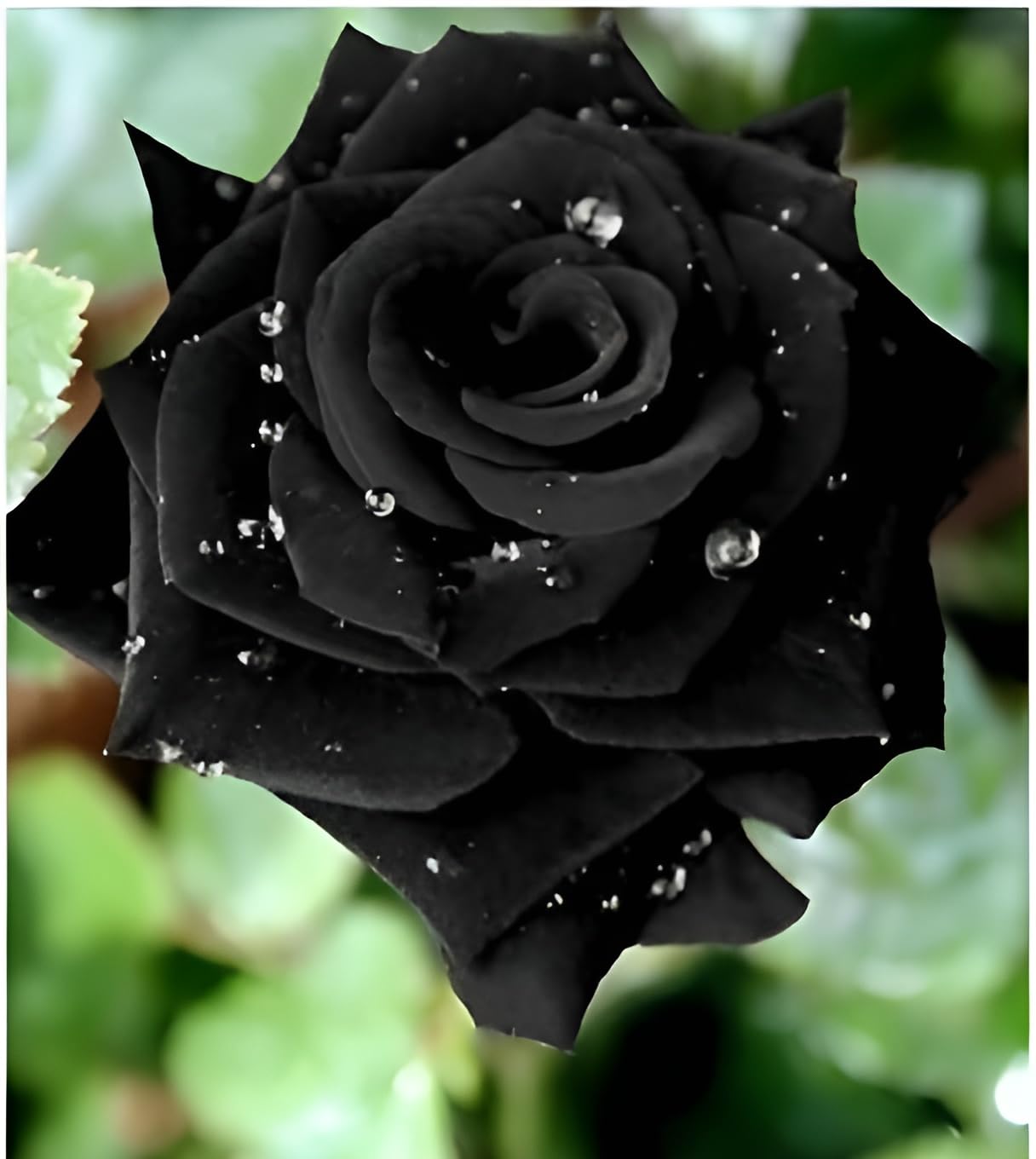 Oxiflora"Grafted Black roses Best color flower plant Climbing Rose Plant Perennial" Hybrid - 1 Healthy Live Decorative Flowering Plant in Nursery Grow Bag for Home Garden (B0CTCD4G6T) Amazon Price History, Amazon Price Tracker