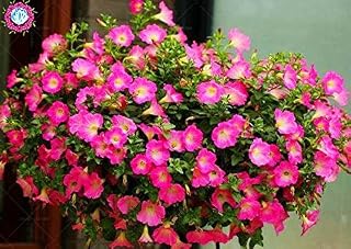 10: 100 PC/Bag Double Petals Petunia Seeds Bonsai Flower Seeds Short Size Garden Flower Seeds Indoor or Ourdoor Flower Pot 10: Only Seeds