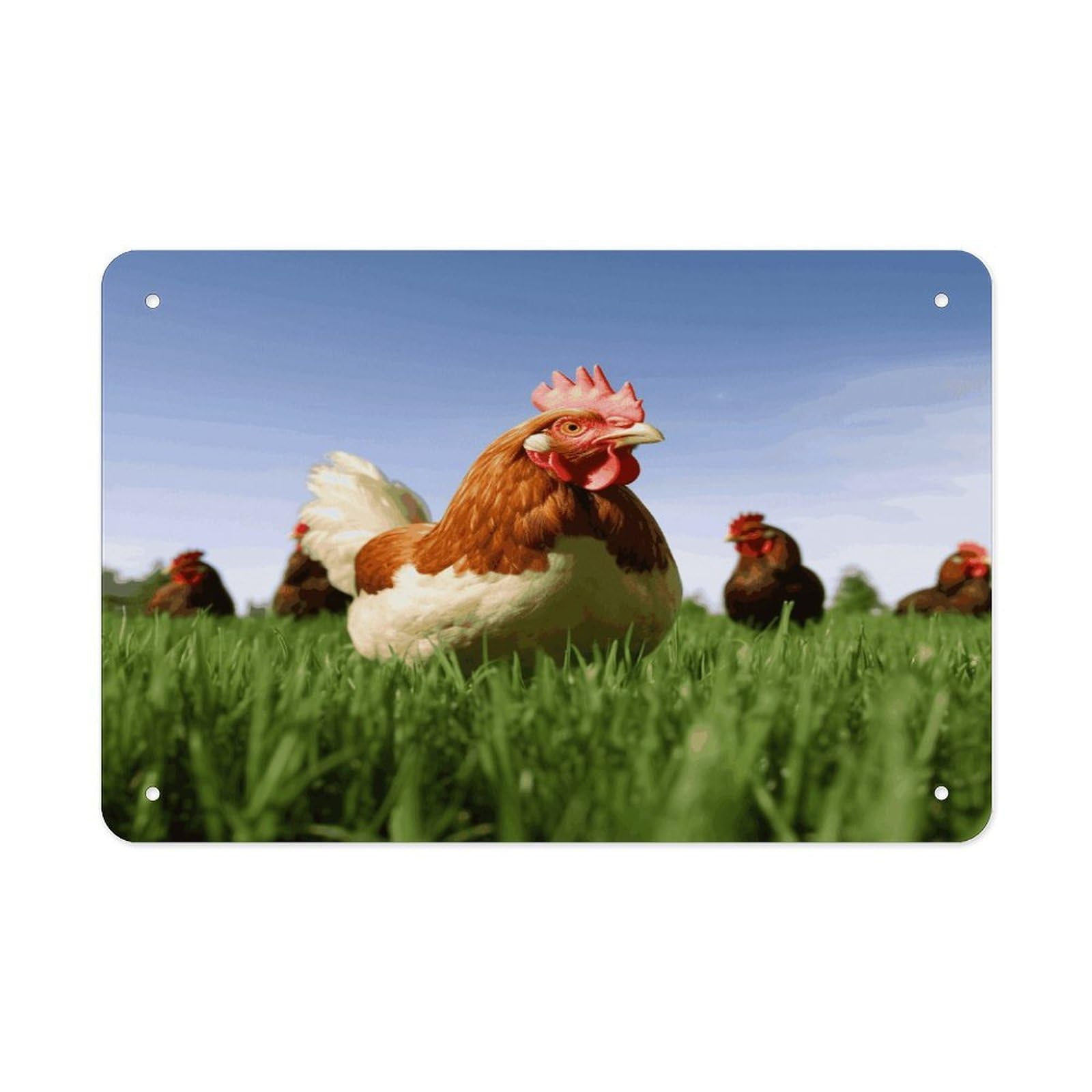 Funny Chicken Grass Metal Tin Sign 12"x8" Wall Art Prints Poster Decorative Picture Metal Signboard Decor Painting Folded Edge Iron Sheet Painting with Holes for Wall Decor