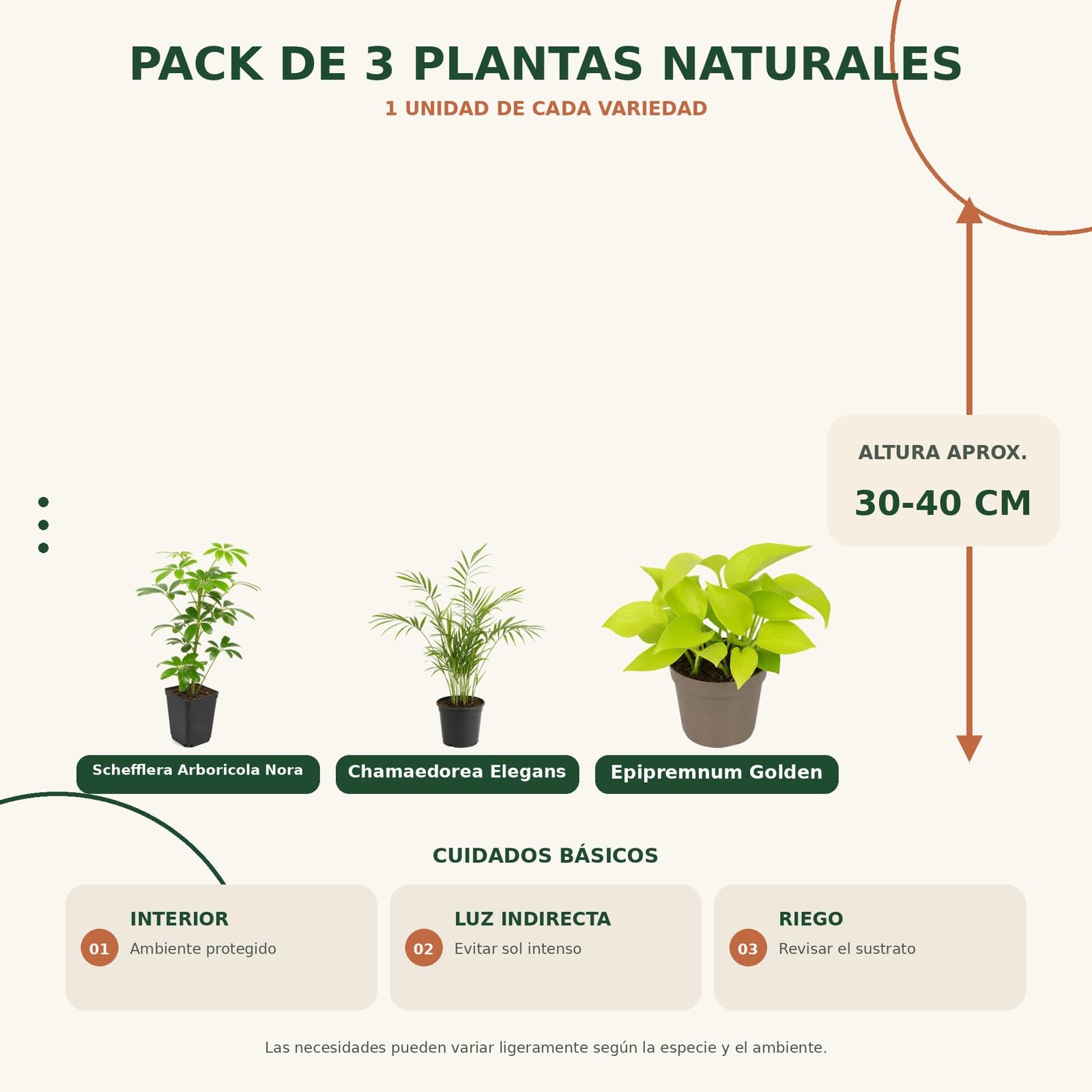 Pack 3 Plantas: Cheflera Verde, Palma de Salón y Poto Amarillo DECOALIVE