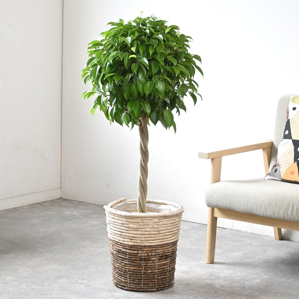 観葉植物 本物 フィカス・ベンジャミン（ベンジャミナ） 8号鉢