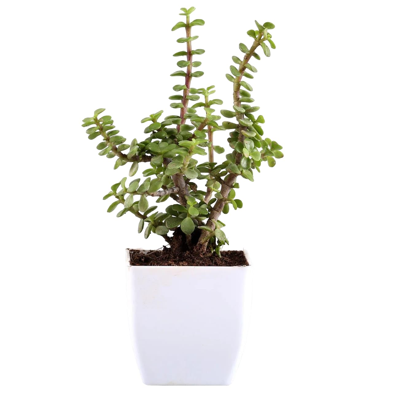 Phulwa Good Luck Jade Plant with Self Watering Pot | Kuberakashi | Dhankuber Live Plants Best Airpurifer Home Decor Indoor and Outdoor (B0DB5QNFXT) Amazon Price History, Amazon Price Tracker