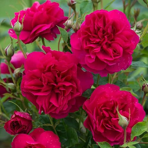 Heirloom Roses David Austin English Rose - Thomas à Becket® David Austin Red Rose para jardinería al aire libre