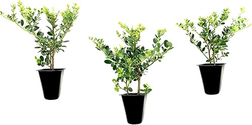 Helleri - Arbusto de acebo  3 plantas vivas I Ilex Cornutal  Árbol de hoja perenne compacto ideal para bordes bajos, jardines formales y