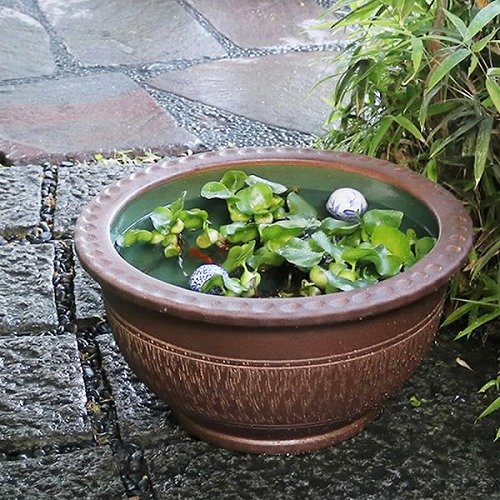 Amazon | 信楽焼 18号トチリワン型すいれん鉢 睡蓮鉢 スイレン鉢