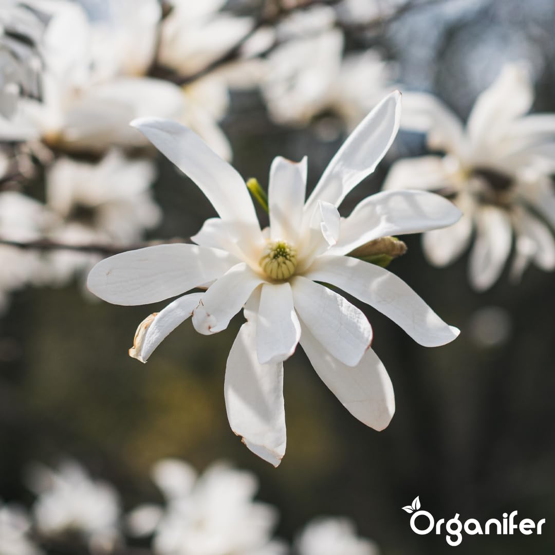 Fertilizzante Liquido Per Magnolia Stellata 3L – Concime Organico Per Fioritura Elegante E Fogliame Sano – Rafforza Radici E Crescita Sana – Organifer