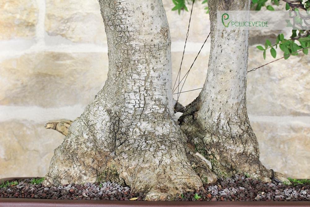 Bonsai Yamadori di Phyllirea (3)