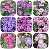 120 Piezas Semillas de Plantas de Aster de Verano - Sala de Estar Decorativa Moderna, Callistephus chinensis, Semillas de Decoración Sala de Estar Jardín de Hierbas Regalo