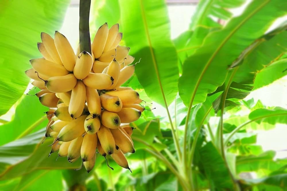 TENDER LEAVES Tissue Culture Banana Plant Dwarf Rare Hybrid YELAKKI Banana Plant Yelakki (Elaichi) Banana Plant - Exotic Tropical Banana Plant,High-Yielding Banana PLANT in Grow-Bag. (B0D254MFSL) Amazon Price History, Amazon Price Tracker