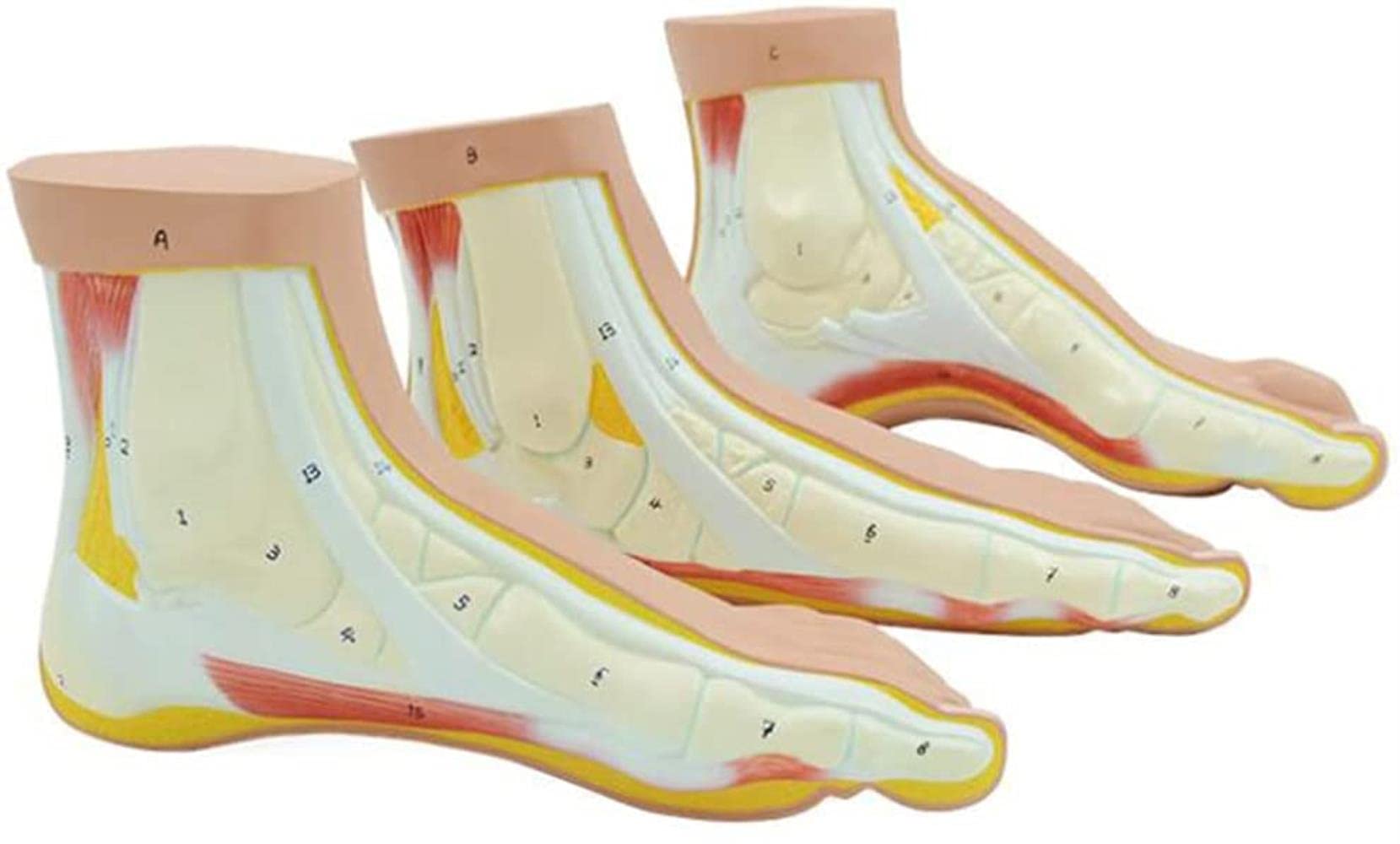 Buy Foot Anatomy Model, 3 Pieces Set of Human Podiatry Foot, Anatomy of