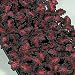 Coleus - Black Dragon - 25 Seeds