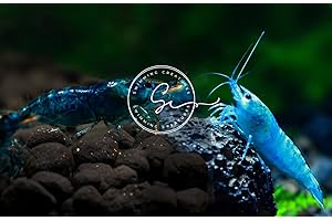Blue Velvet & Blue Diamond Premium Neocaridina Freshwater Live Aquarium Shrimps