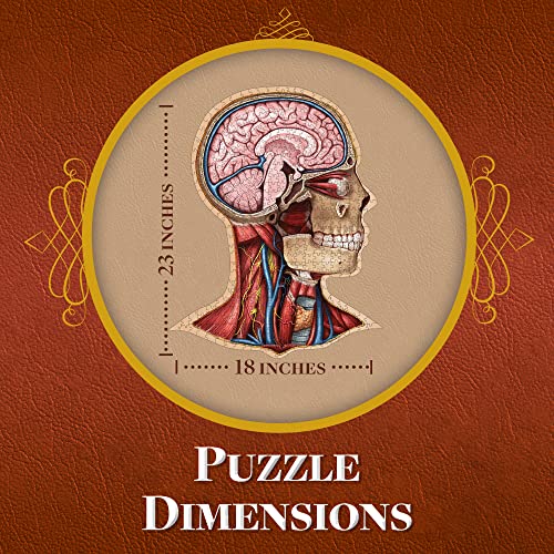 Genius Games GOT3001 Human Head Anatomy Puzzle - Adult Jigsaw Puzzles Unique Gifts thumb #2