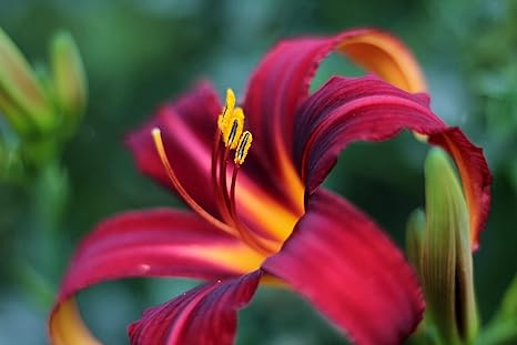 Amazon ワスレグサ根茎 エレガント 室内装飾花 リビングルームの装飾 多年草 カラフルな花 観賞植物 鉢植えができます リッチでカラフル 11根茎 1 花