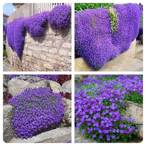 Semi Di Aubrieta Crescione, Seme Aubretia fiori Perenni per Giardino