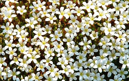 Saxifraga blanc - Saxifrage mousse 100, Perce-pierre - Gazon Turc plante vivace, couvre-sol