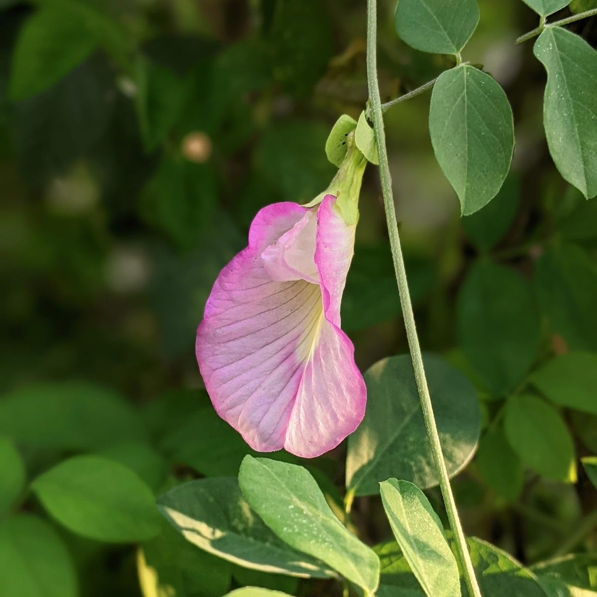 M-Tech Gardens Rare Shangupushpam/Aparajita/Clitoria ternatea Flower 10 Seeds Pack (Pink - Single Petal) (B0CVWZRMSY) Amazon Price History, Amazon Price Tracker