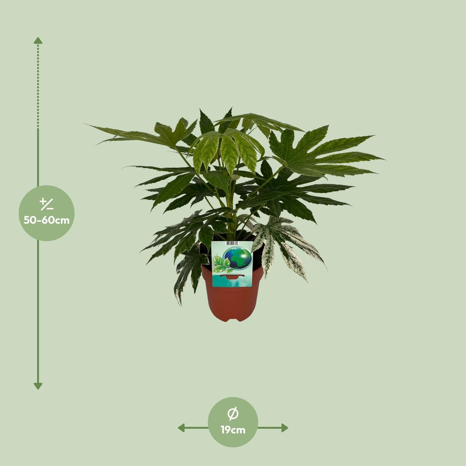 Fatsia Japonica Variegata - 50-60cm - Ø19cm - Pianta d'appartamento - Sempreverde