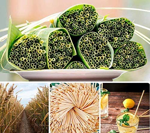 Super Idee 200 Weizenhalme füllung Nisthilfe Nisthülsen 20 cm lang für Wildbienen Insektenhotel Insektenhaus Durchmesser… – Bild 6