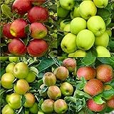 Garden Plant Seed 30+ Pink Lady Fuji Gala Honey Crisp Golden Delicious Native Fruit Apple Tree Seeds