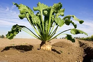 300 Seeds Western Sugar Beet Seed, (Beta Vulgaris) Fresh Seeds, Organic Non GMO !