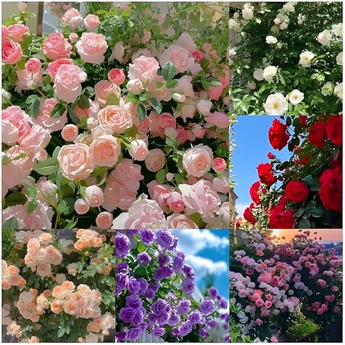 Image of Aparajita and Climbing Rose Seeds Combo Pack, Mixed Colors, Garden Flower Seeds for Home Garden Planting(Pack Of 100)