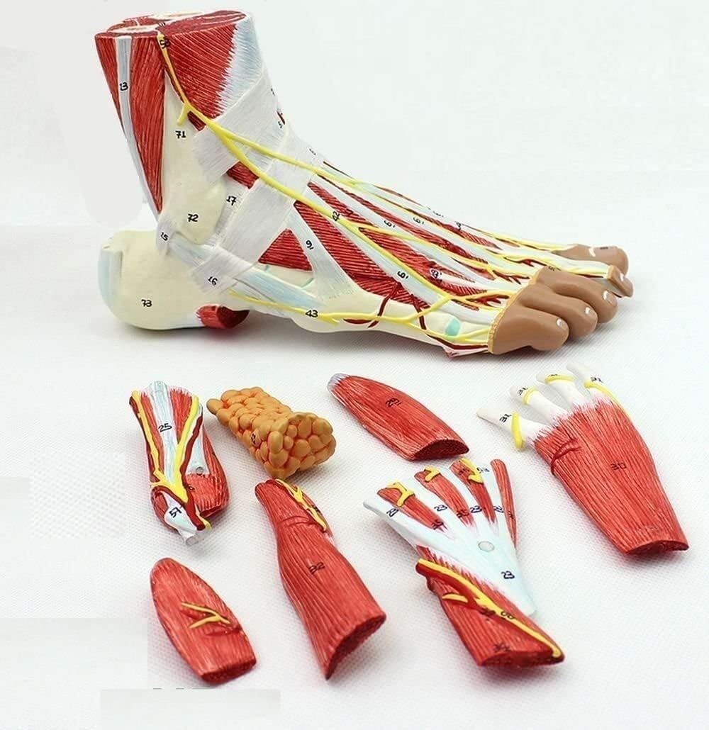 HEQIM Foot Anatomy Model, 9-Part Life-Size Human Foot and Ankle Joint Model with ligaments and Muscles