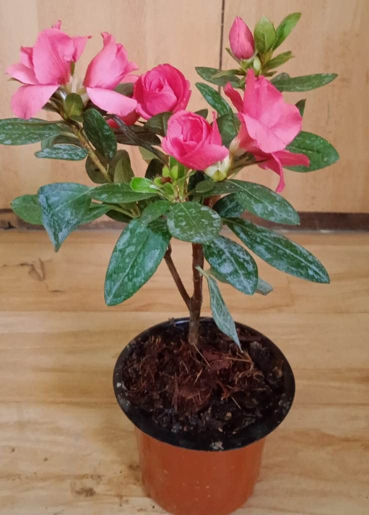 Garden Nature Care Live Azalea Flower Ornamental Bonsai Plants with Pot (B09LMJH2H9) Amazon Price History, Amazon Price Tracker