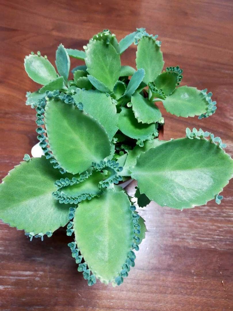 子宝草、抜き苗 61yTEfl0h5L._AC_UF350,