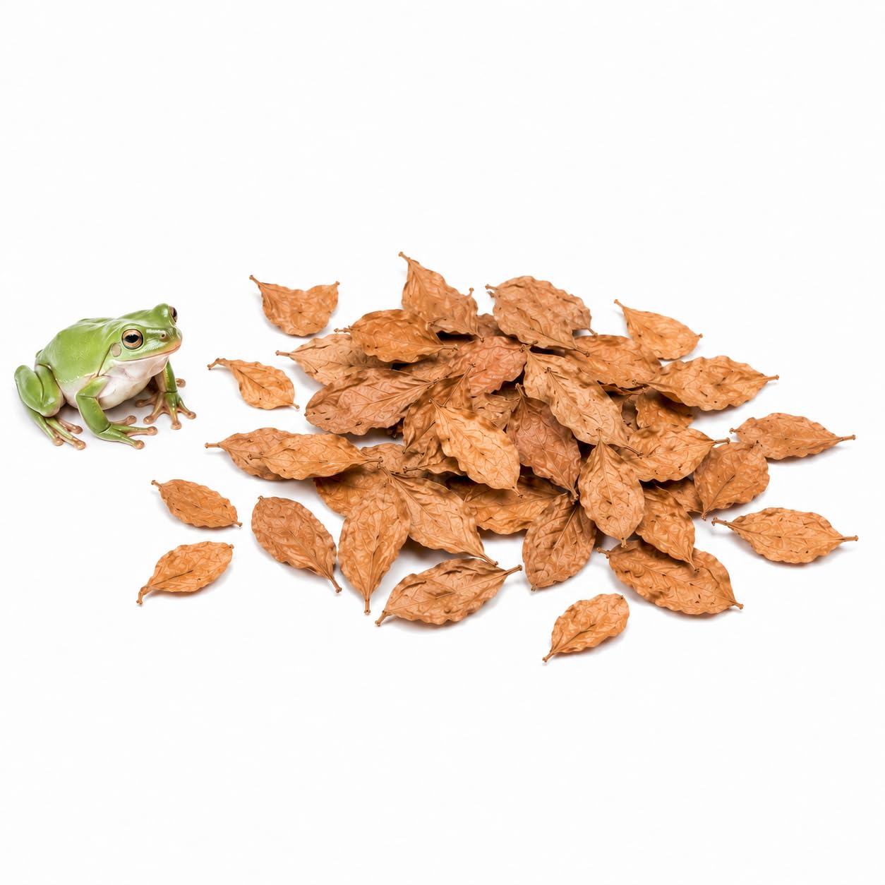 SunGrow Dwarf Frog Mini Catappa Leaves (50 Pc) - Tannin Helps Remove Ammonia, Lower pH - Leaf Litter Indian Almond Leaves, Aquarium Water Treatment, Decor Accessories - habitat decor | Mubboo