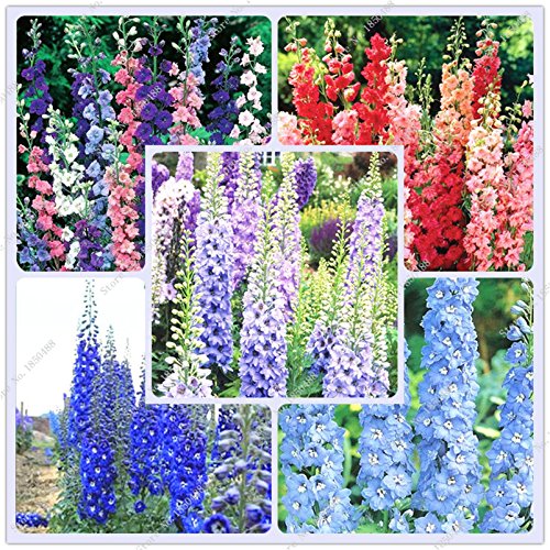 Creative Farmer Flower Seeds Lark'S Claw Flower Seeds Perennial