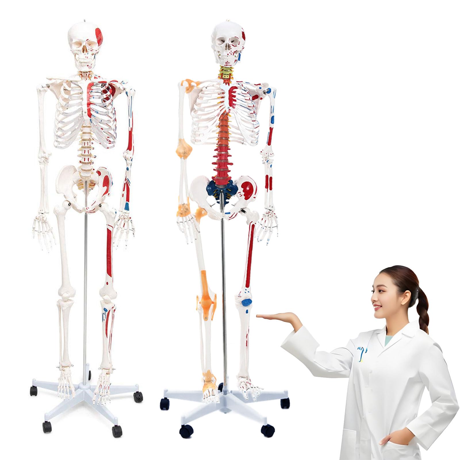 Amazon.co.jp: 等身大 人体骨格モデル 170cm 神経根有り 靭帯付き 筋肉