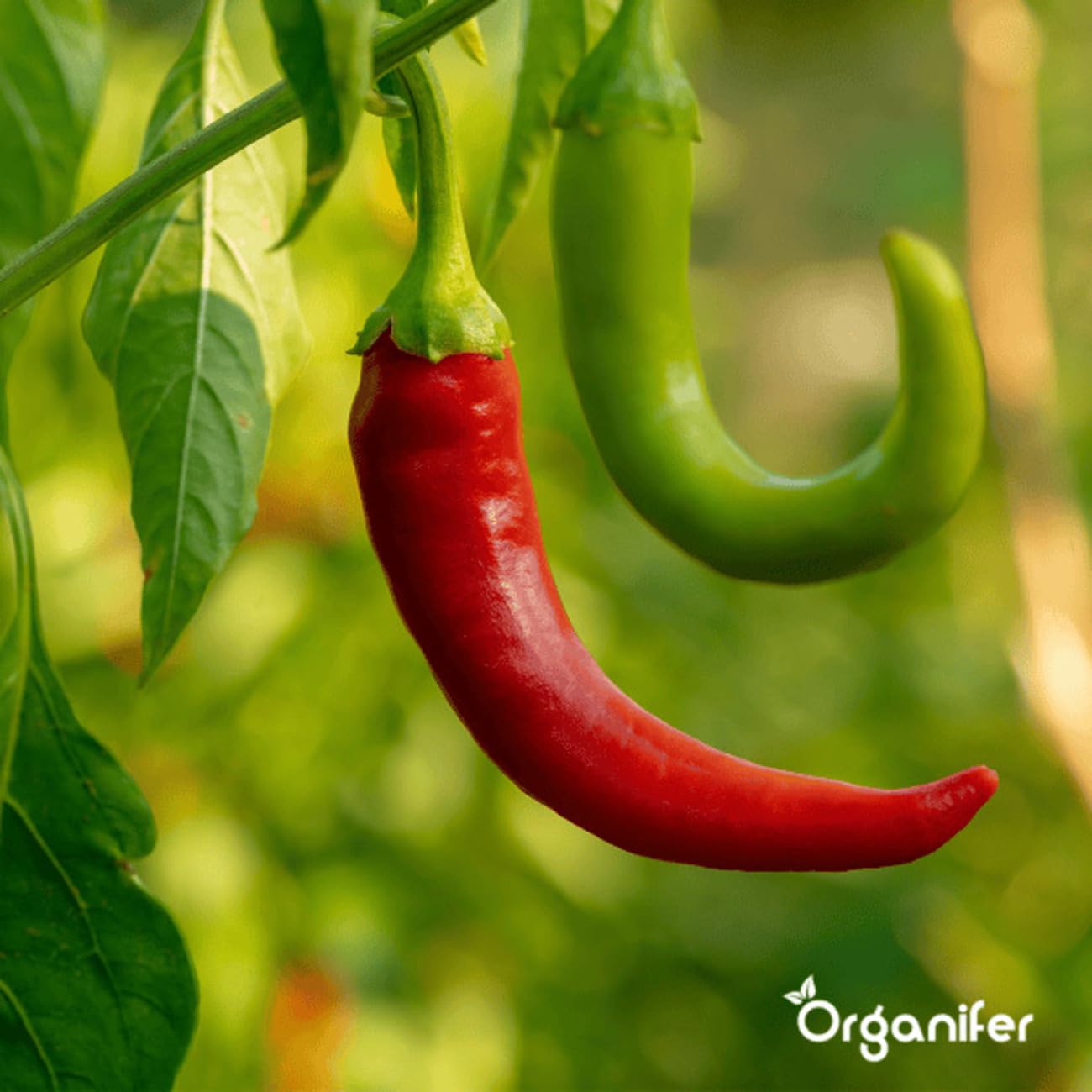 Organiczny Pakiet Nasion Warzyw | Nasiona Pomidora - Nasiona Ogórka - Nasiona Papryki - Nasiona Papryki - Nasiona Cukinii - Nasiona Organiczne - Organifer