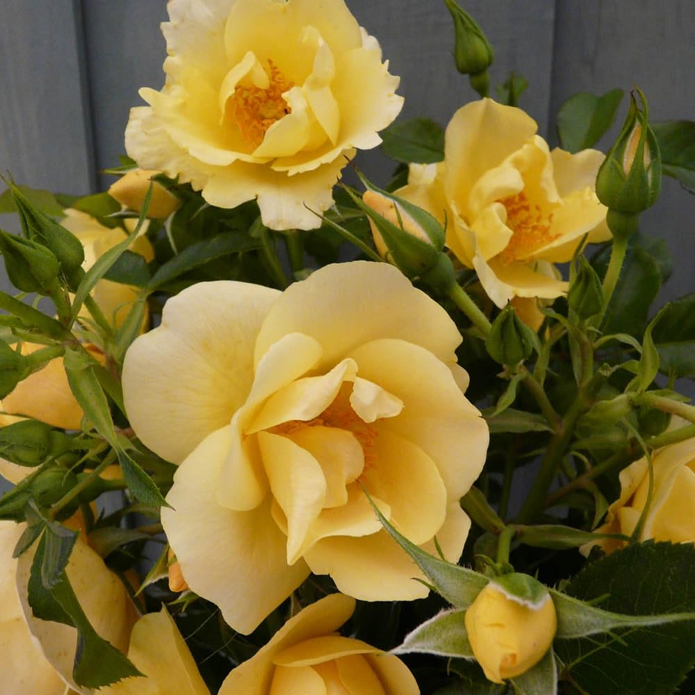 Yougarden Yellow Harkness Roses Climbing Rose 'Gardener's Gold' ® 4 Litre Pot
