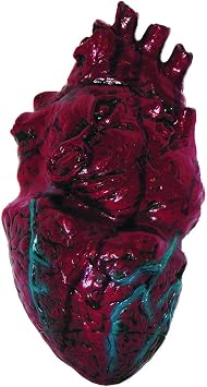 Simulated Body Parts Heart 1/Pkg Pkg/1