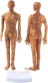 LKYLVEE 35cm Puntos de acupuntura maniquí Medicina Completa Medicina China Doce Meridianos Súper Claro Modelo de acupuntura Masculina,Amarillo,35cm