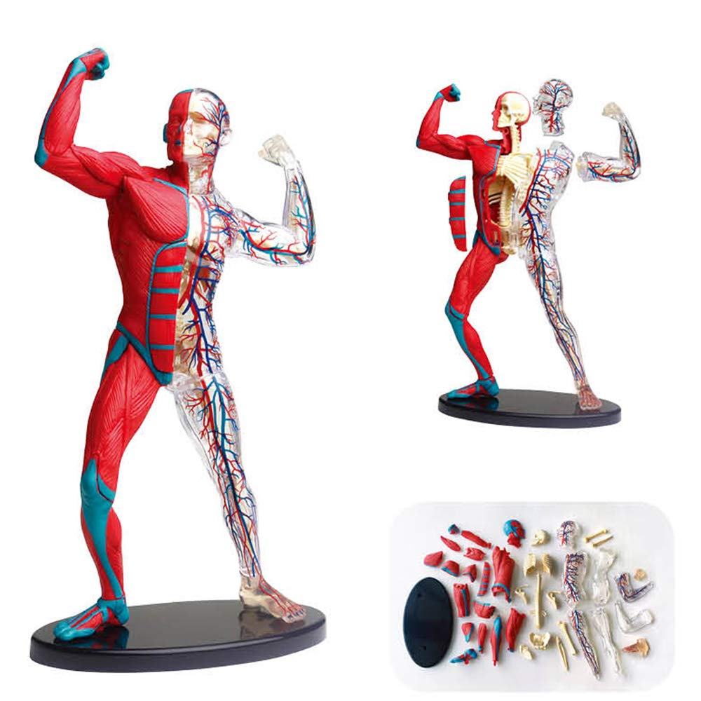 GTHTUHFD 4D-Vision Human Muscle And Skeleton Anatomy Model Human Muscular Figure Model For Science Classroom Study Display Teaching Medical Model,Medical Models & Educationa
