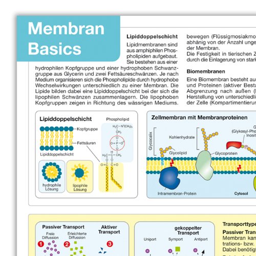 Biochemie Basics II, DIN A2 (gefaltet auf A4)