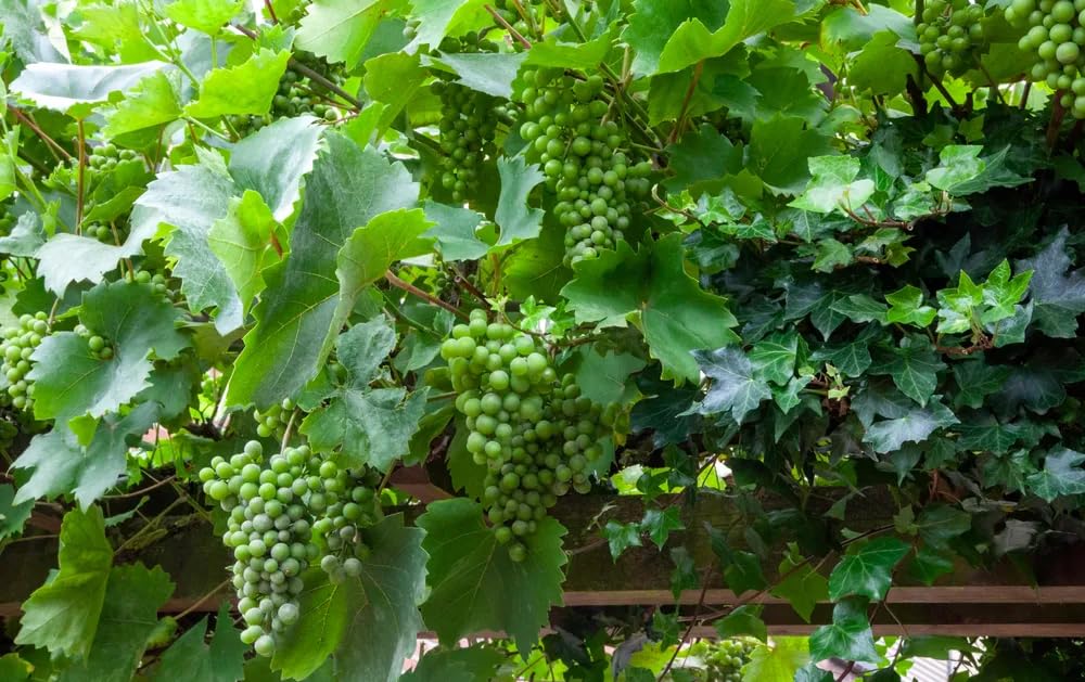 Organic Grape Vine Fruit Seeds For Home Garden (Vitis) 20+ Seeds Pack-image-44