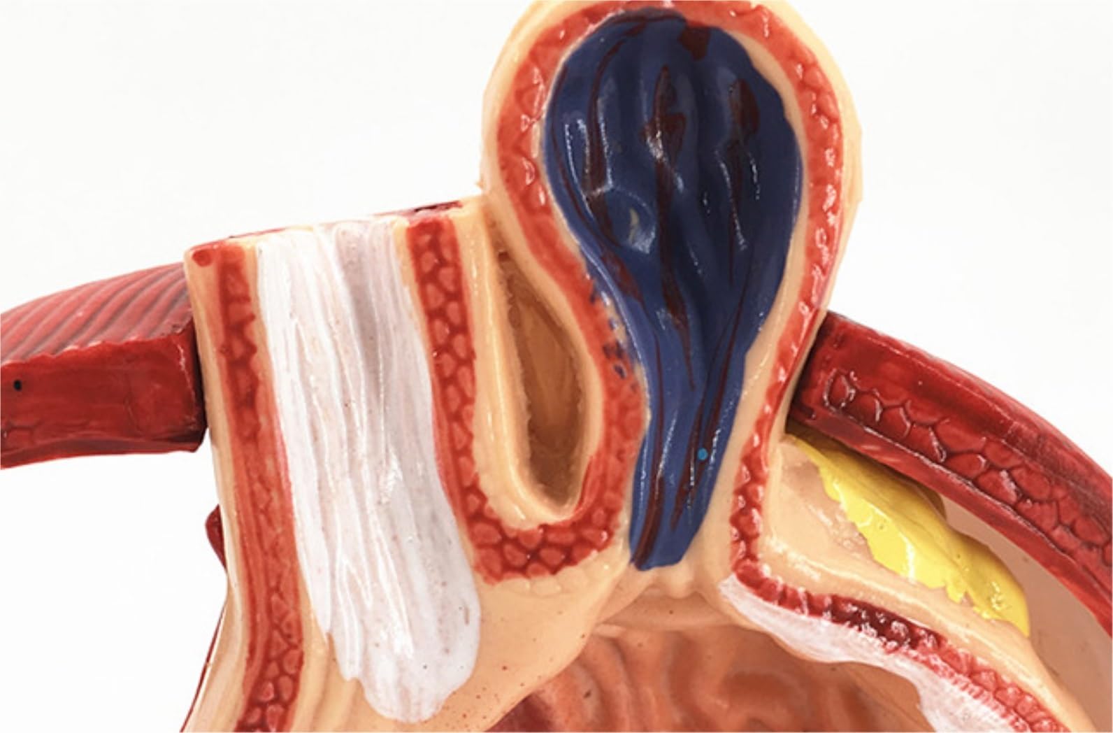Model Człowieka Model Anatomiczny Ludzkiego Układu Trawiennego Żołądka Dla Lekarzy Medyczne Narzędzia Dydaktyczne Anatomia