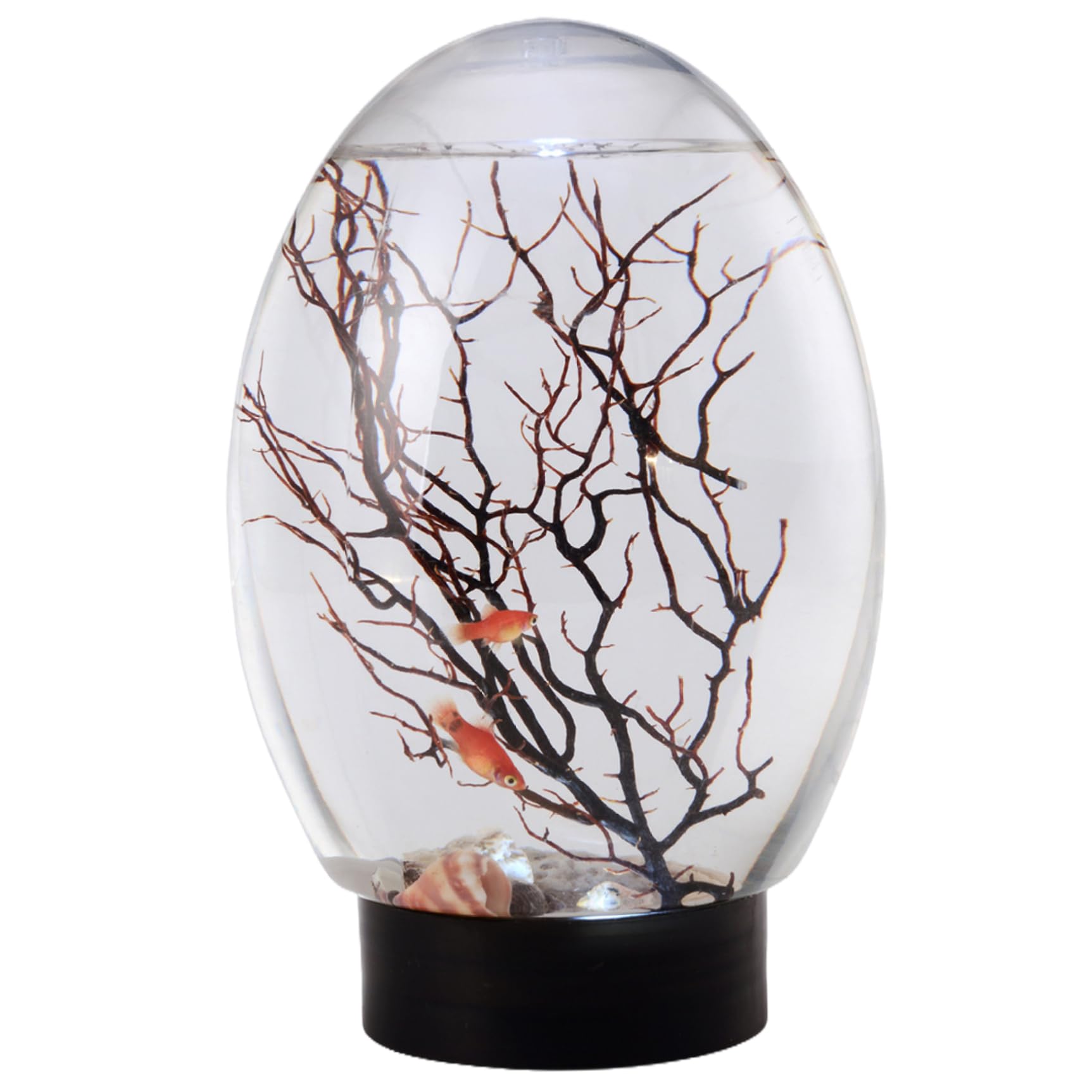 Mini Fish Tank, Small Desktop Aquarium with Led Light, Self Sustaining Ecosystem, No Need to Feed Or Change Water Closed Aquatic Ecosystem for Home Office Ecosphere Biosphere Desktop Aquarium