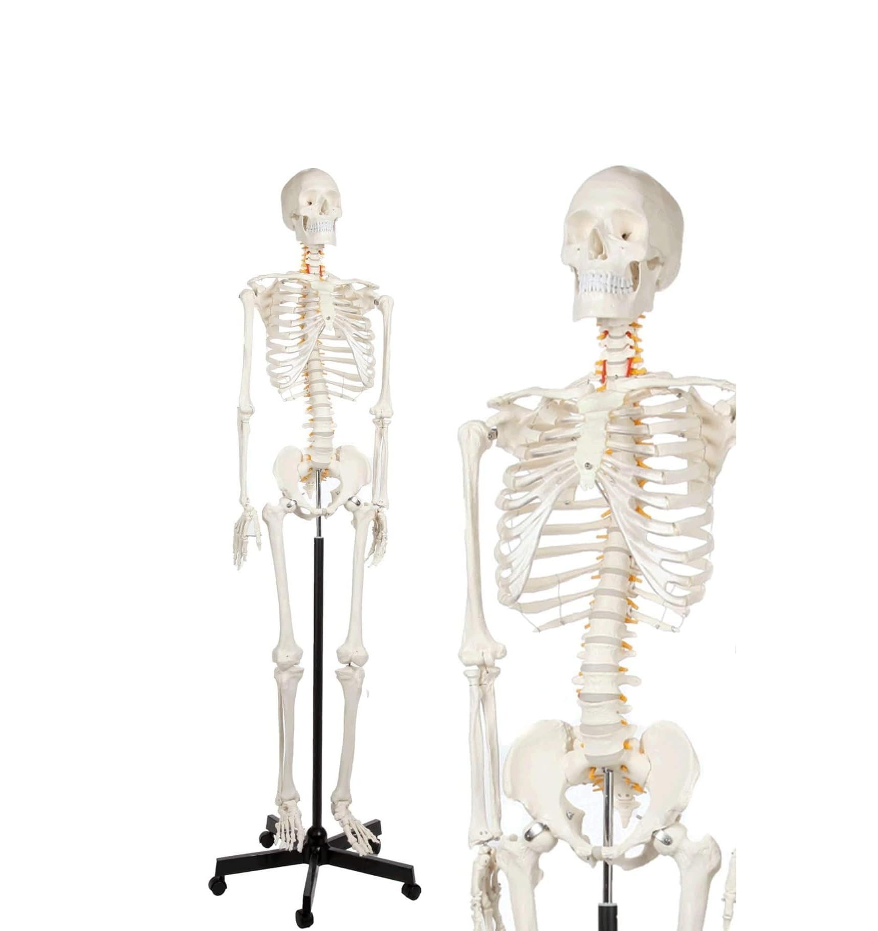 Model szkieletu ludzkiego naturalnej wielkości 170 cm ze stojakiem na kółkach – elastyczny szkielet anatomiczny