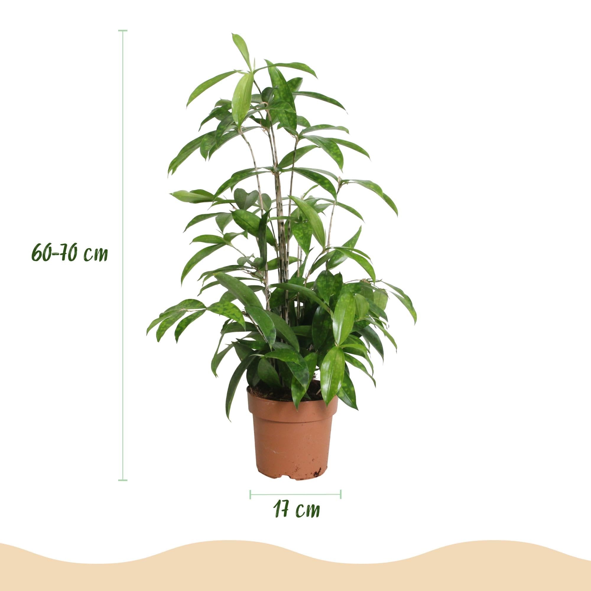 Dracaena surculosa – Drachenblutbaum – 17cm – Höhe 60-70cm – Pflegeleichte grüne Zimmerpflanze mit eleganten Blättern für Wohn – und Arbeitsräume 1