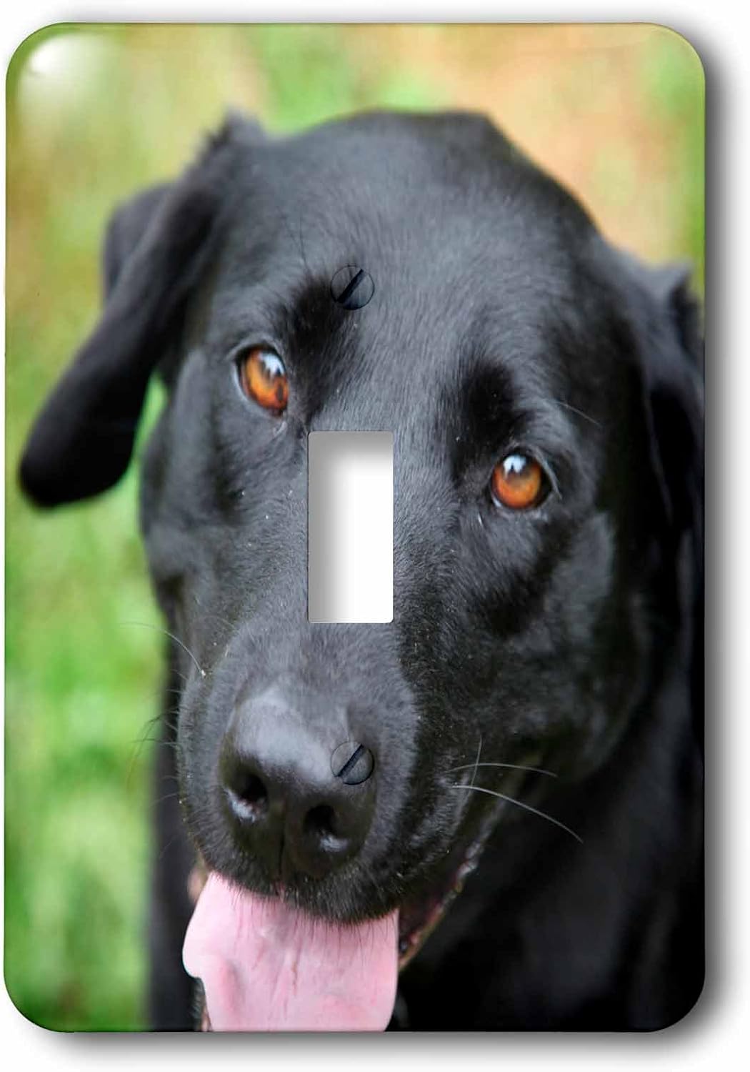 3dRose lsp_206817_1 Black Labrador Single Toggle Switch, Multicolor image 2
