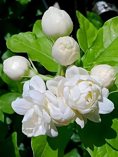 Live Mogra Flower Plant – Jasmine Plant (Arabian) with Sweet Fragrance for Home Garden Decoration Indoor Outdoor Use, 1 Co...