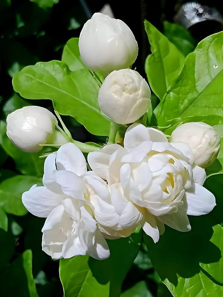 Live Mogra Flower Plant – Jasmine Plant (Arabian) with Sweet Fragrance for Home Garden Decoration Indoor Outdoor Use, 1 Co