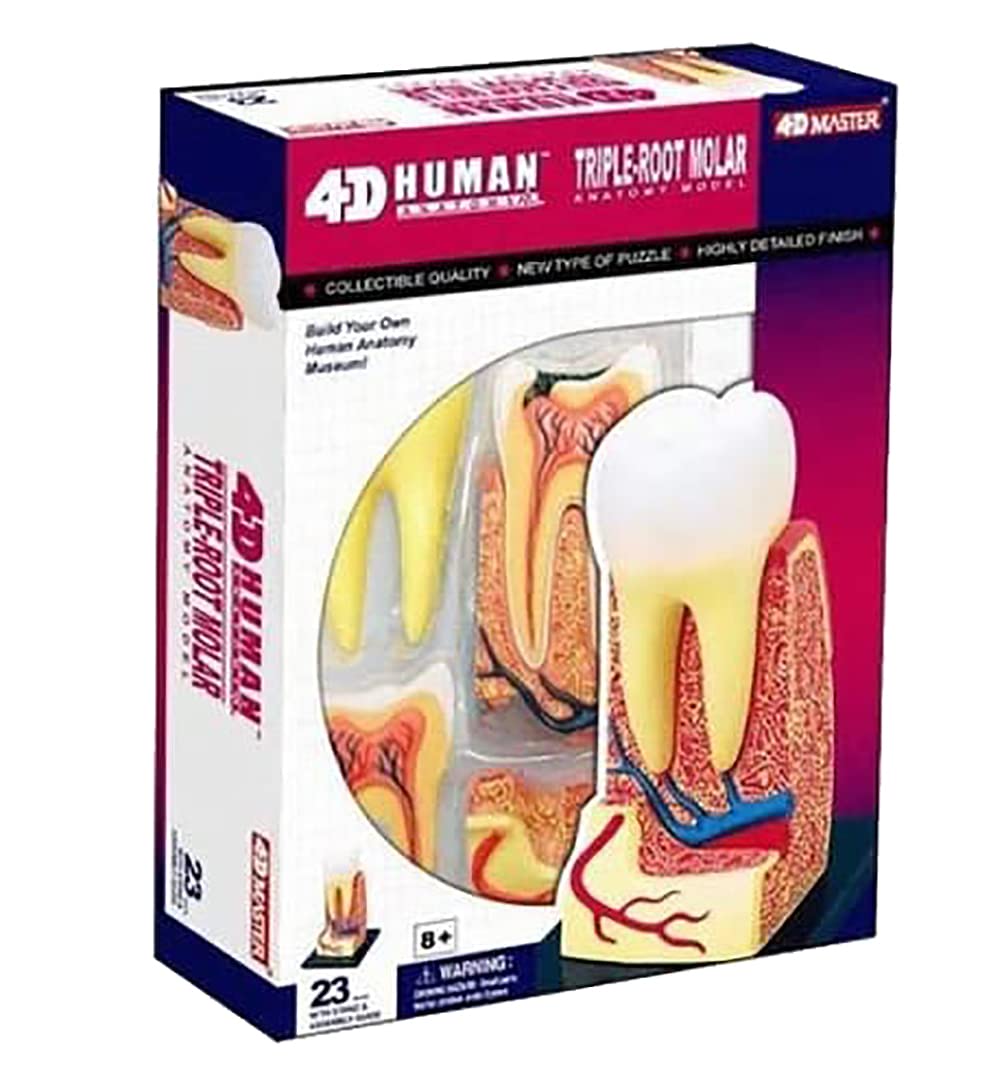 4D Puzzle Human Triple Root Molar Tooth Anatomy Study Series 3D Model New